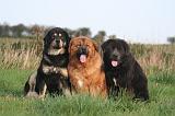 DOGUE DU TIBET 616